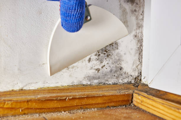 Best Airborne Mold Testing  in Austin, AR