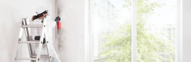 Best Mold Removal for HVAC Installations  in Austin, AR